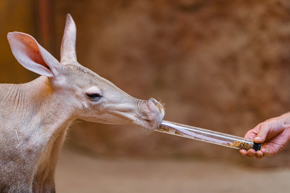 Na speciální komentované krmení oblíbených hrabáčů se mohou lidé vydat do Afrického domu v 10.30. 