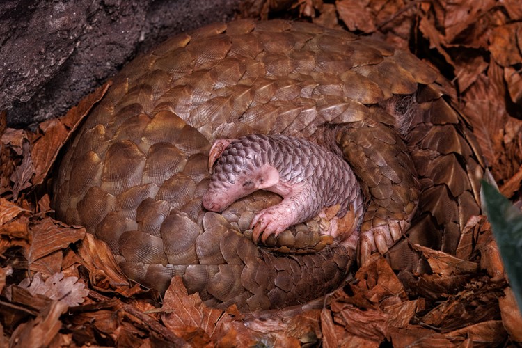 Mládě luskouna v Zoo Praha je k vidění. Anketa o výběru jména jde do finále