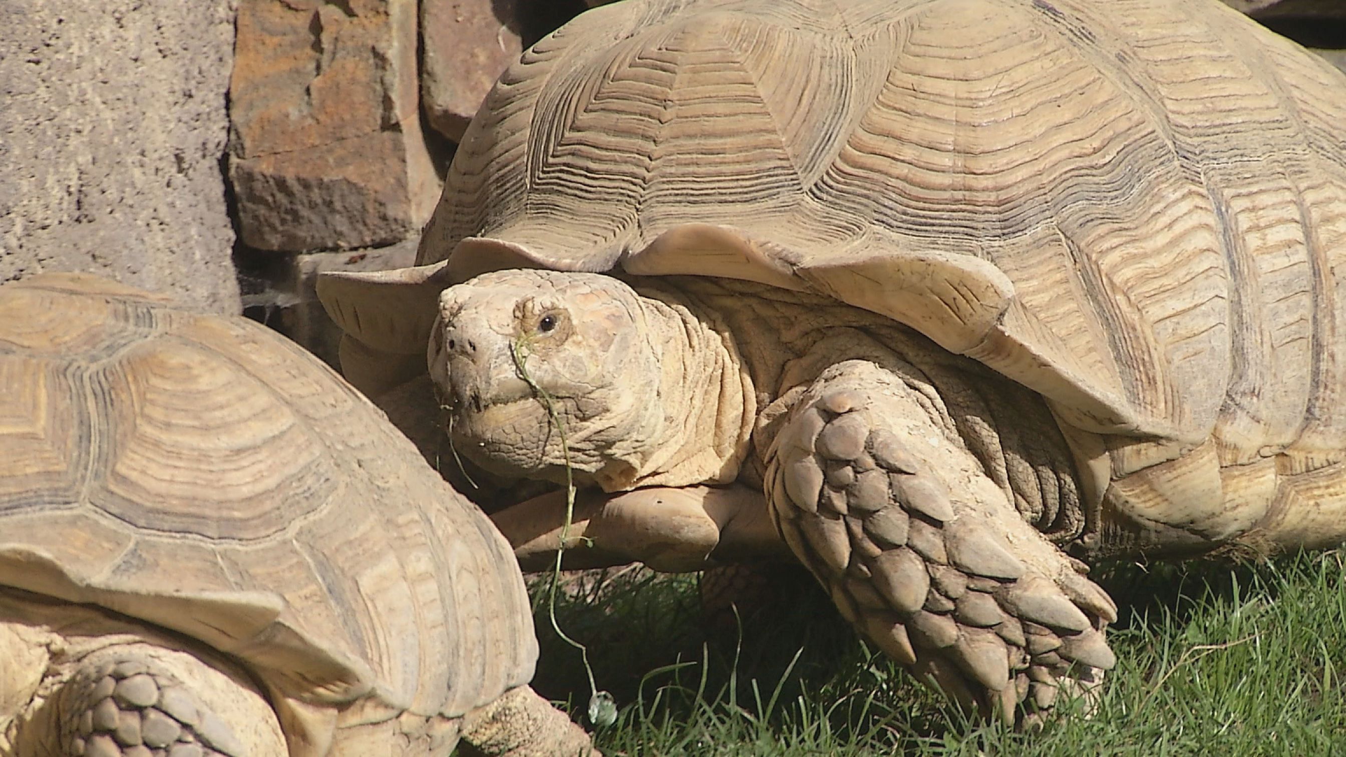 V Zoo Ostrava proběhlo vážení největších želv Afriky