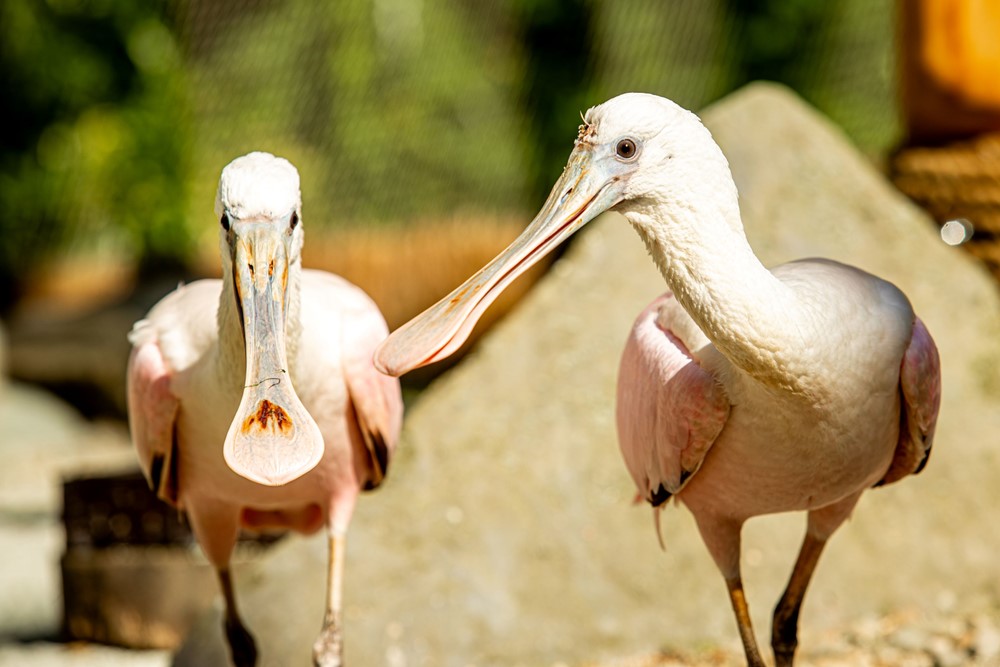 Kolpíci růžoví žijící v ostravské zoologické zahradě.