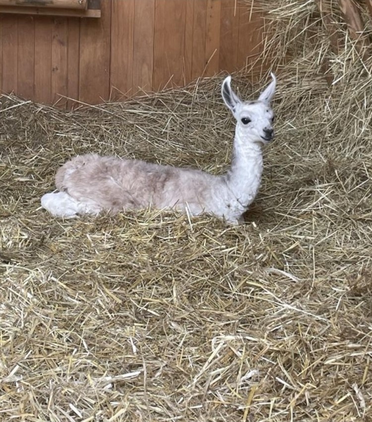 Lamímu páru Navaře a Martinovi z táborské zoologické zahrady se narodilo první mládě.