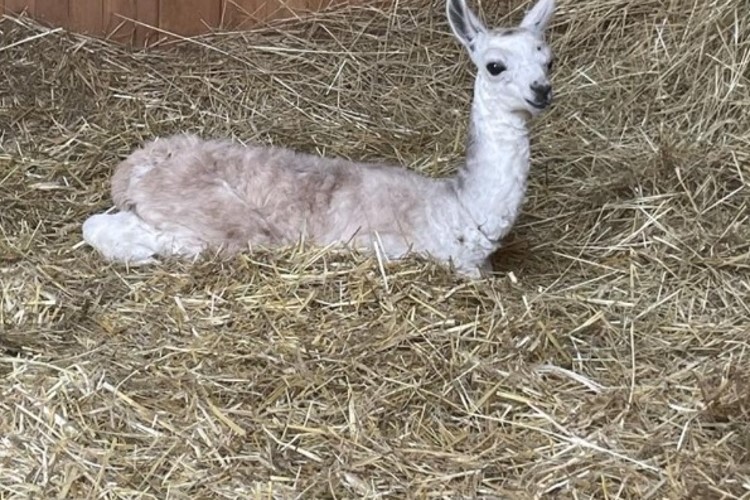 Začátek léta je v táborské zoo ve znamení mláďat. Návštěvníky nově přivítá také malá lama
