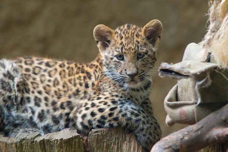 Turistické trháky v kraji: zlato pro iQPARK a iQLANDII, stříbro pro libereckou zoo a bronzový Dinopark 