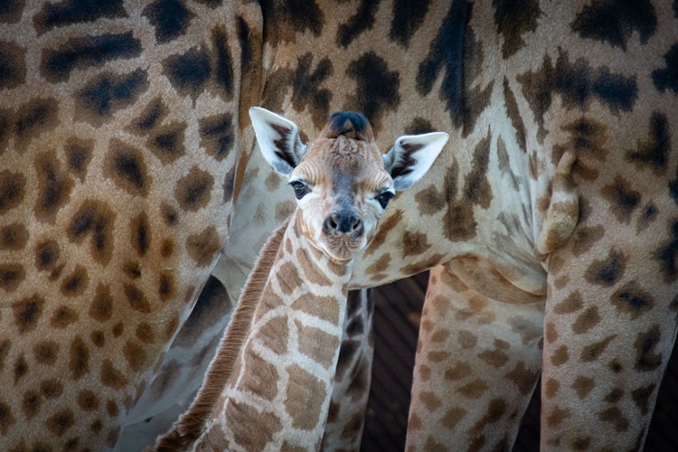 Desetiletá samice žirafy Rothschildovy ze safari parku ve Dvoře Králové přivedla v liberecké zoo na svět malého samečka