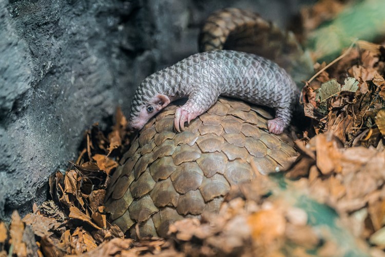 Mládě luskouna v Zoo Praha dostalo jméno 