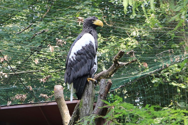 Nový druh v Zoo Ostrava: největší orel světa