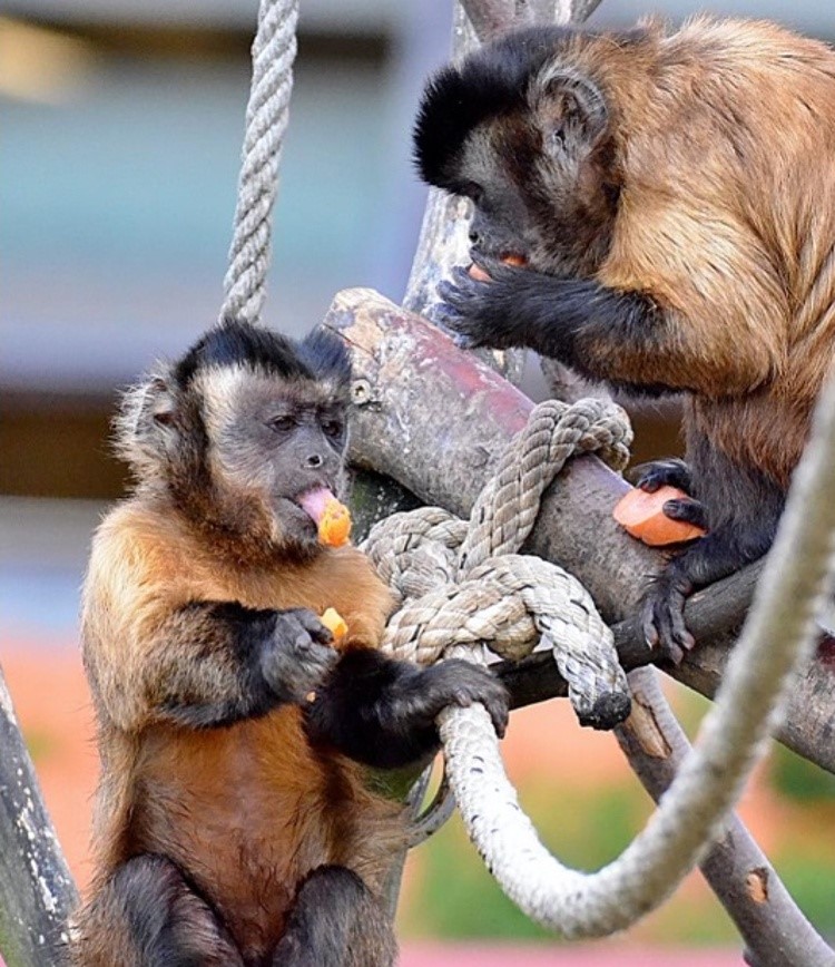 Malpy hnědé Máťa a Páťa z táborské zoo jsou velcí jedlíci.