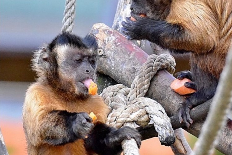Malpí kamarádky Máťa a Páťa z táborské zoo v sobotu oslaví jednadvacáté narozeniny
