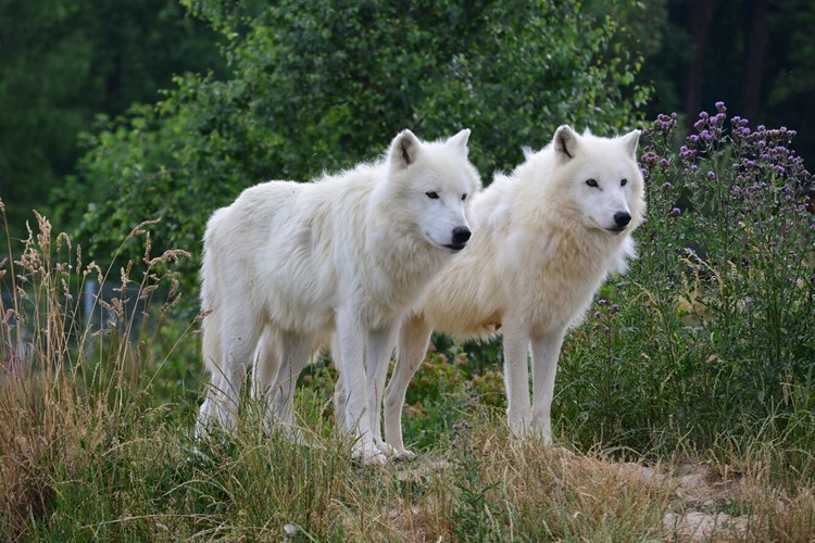 Vlci arktičtí z táborské zoo už nedočkavě vyhlíží první sníh