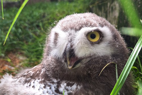 Mládě sovice sněžní v táborské zoo roste jako z vody