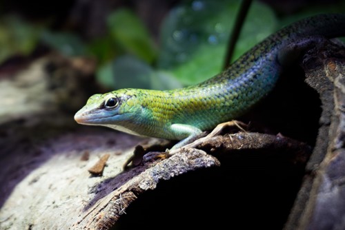 Zoo Liberec otevřela novou expozici tropických ještěrů