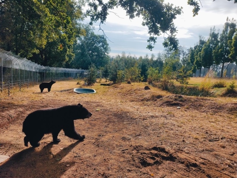 Chandler a Joey se zabydlují v Táboře. Do zoo dorazili dva medvědi baribalové