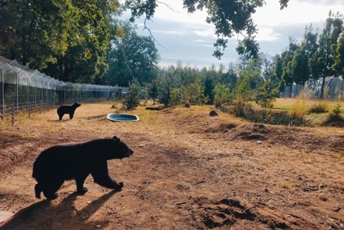 Chandler a Joey se zabydlují v Táboře. Do zoo dorazili dva medvědi baribalové