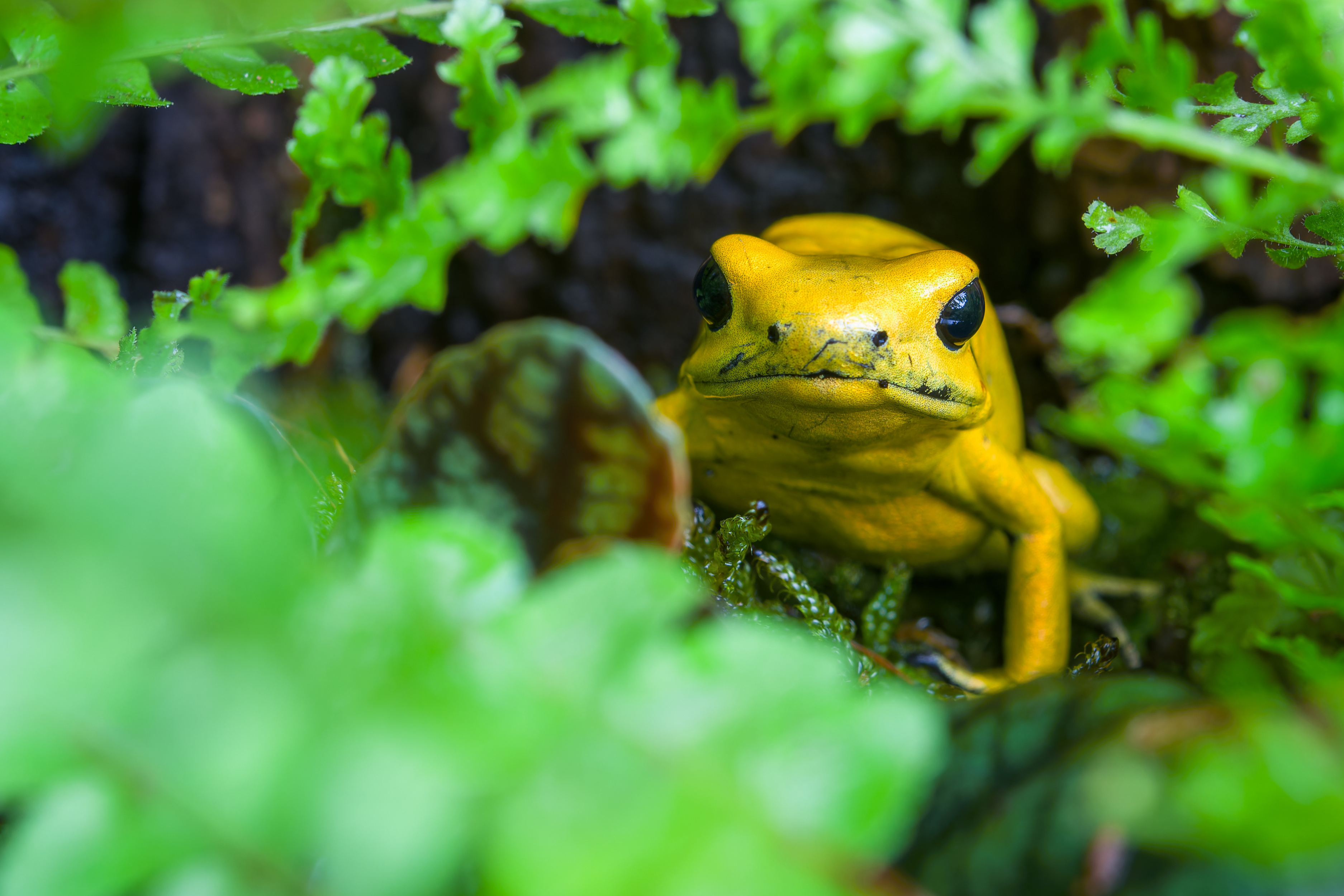 Poslední šance spatřit jedovaté krásky v pražské zoologické zahradě