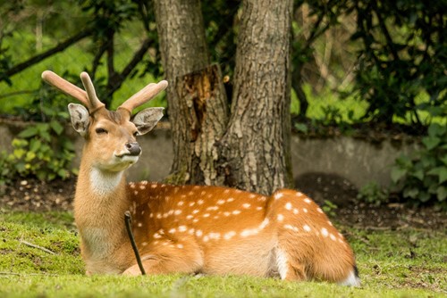 Zoo Ostrava vyhlašuje soutěž ve sběru podzimních plodů – Šípkový podzim