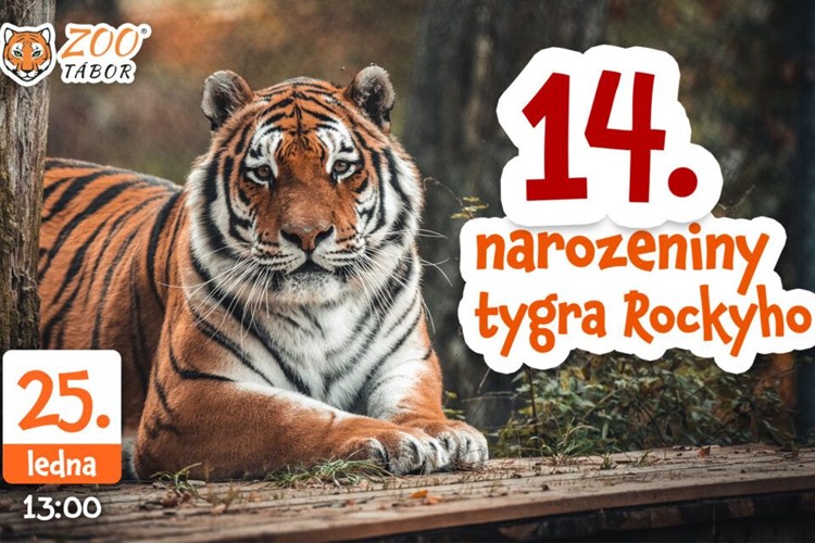 Maskot táborské zoo tygr Rocky v sobotu oslaví 14. narozeniny. Buďte u toho!
