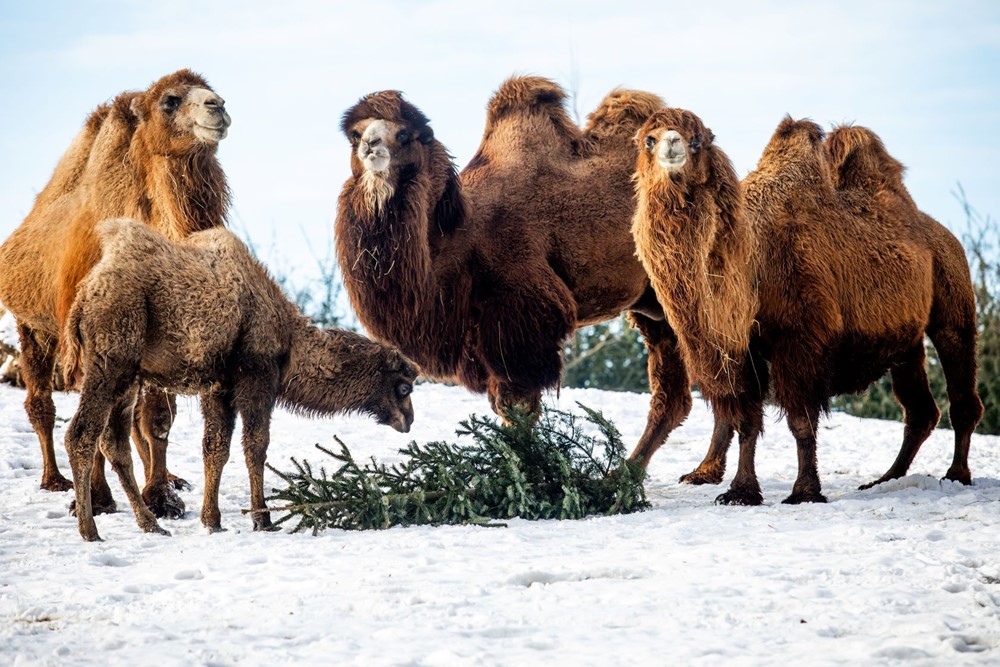 Velbloudi dvouhrbí v ostravské ZOO.