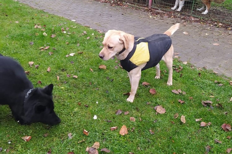 Neviděli jste labradora? Jmenuje se BONO