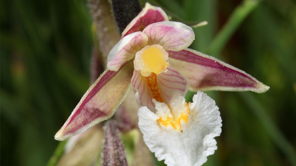 Orchideje - Královny květin