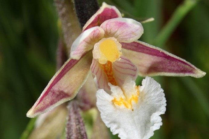 Orchideje - Královny květin