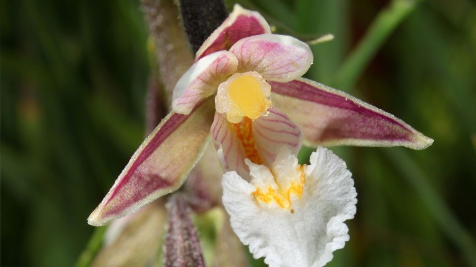 Orchideje - Královny květin