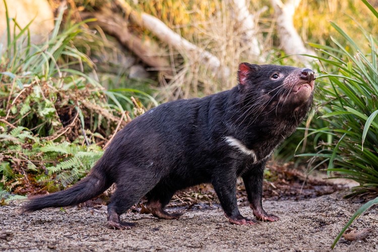 ZOO Praha představila nové tasmánské čerty