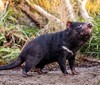 ZOO Praha představila nové tasmánské čerty