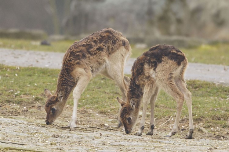 Úspěšná adopce mláděte vodušky v Zoo Ostrava
