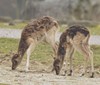 Úspěšná adopce mláděte vodušky v Zoo Ostrava