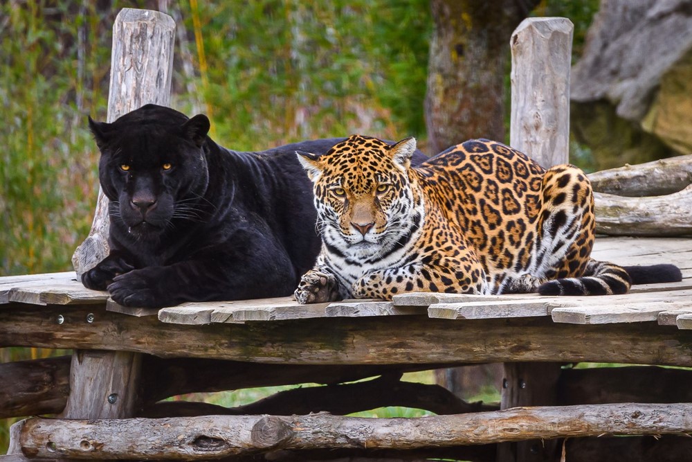 Jaguáři žijící ve zlínské zoologické zahradě.