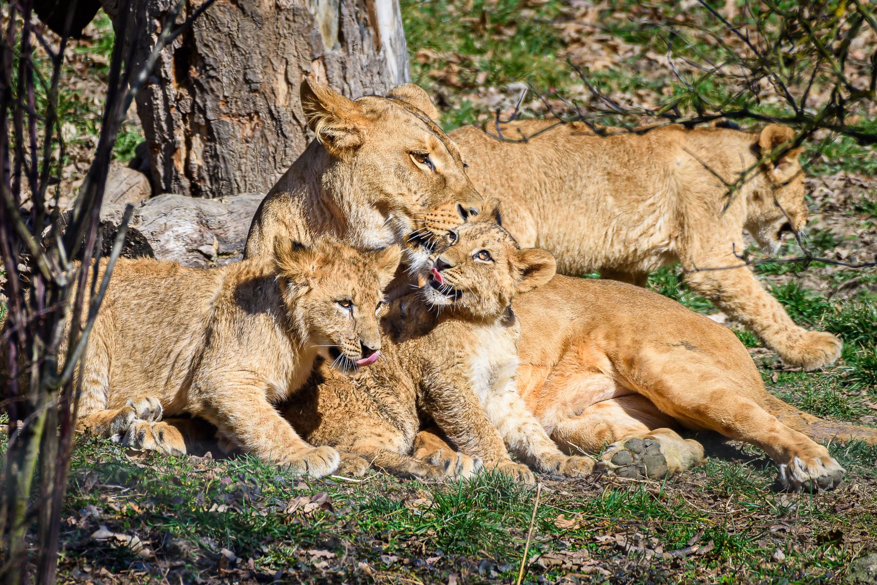 Historický úspěch Zoo Zlín: První odchov lvů konžských