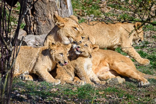 Historický úspěch Zoo Zlín: První odchov lvů konžských