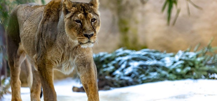 V Zoo Ostrava musela být ze zdravotních důvodů utracena samice lva indického