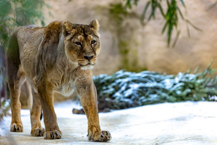 V Zoo Ostrava musela být ze zdravotních důvodů utracena samice lva indického
