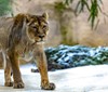 V Zoo Ostrava musela být ze zdravotních důvodů utracena samice lva indického