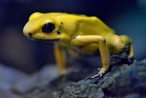 Úsek teraristiky v Zoo Liberec se rozrostl o více než stovku mláďat i zcela nové druhy