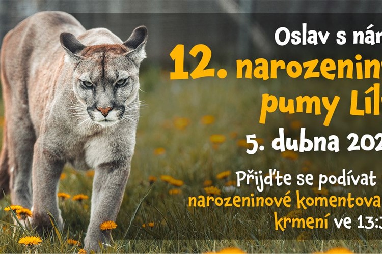 Puma Líla z táborské zoo zve na sobotní oslavu svých 12. narozenin