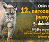 Puma Líla z táborské zoo zve na sobotní oslavu svých 12. narozenin