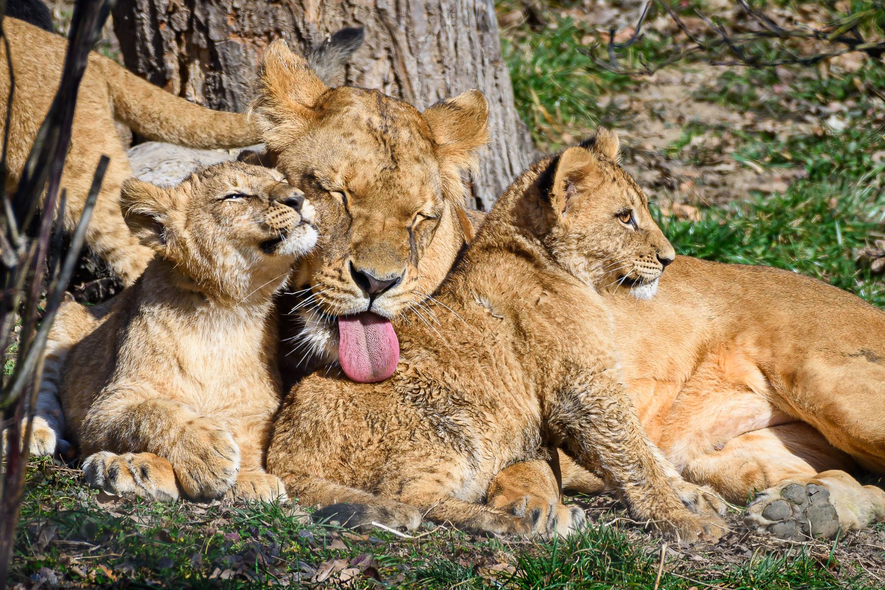 Zoo Zlín pokřtí v sobotu 26. dubna tři mláďata lvů konžských