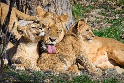 Zoo Zlín pokřtí v sobotu 26. dubna tři mláďata lvů konžských
