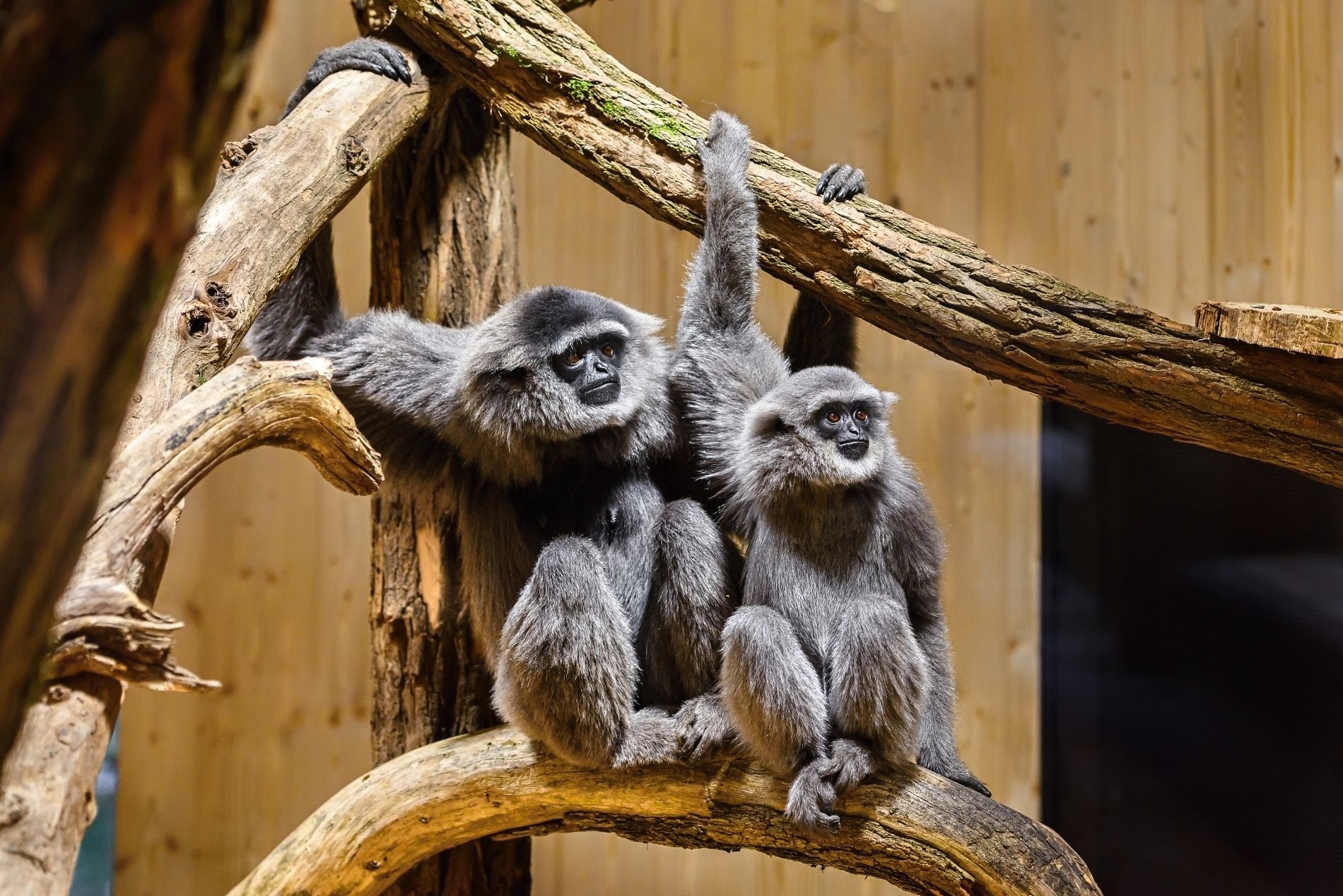 Zoo Zlín v sobotu 5. dubna otevře Giboniku, expozici pro vzácně a ohrožené gibony stříbrné