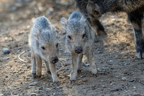 V Zoo Praha se narodila trojčata ohrožených pekariů Wagnerových
