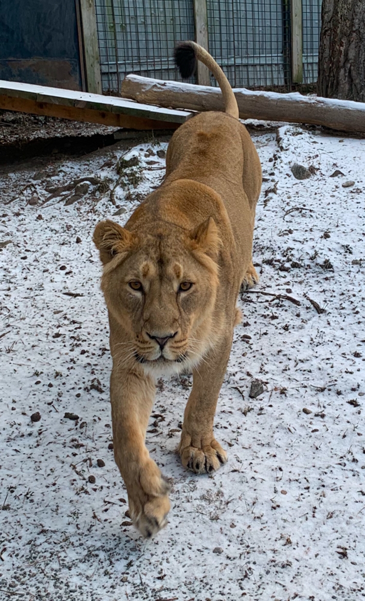 Do Zoo Ostrava dorazila nová samice lva indického