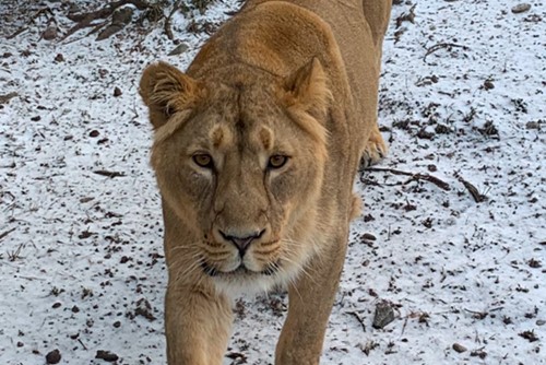 Do Zoo Ostrava dorazila nová samice lva indického