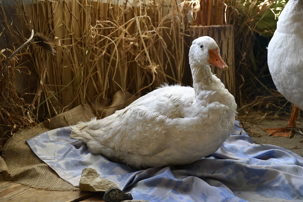 Přivítejte jaro písničkou na velikonoční výstavě o živáčcích v naší krajině, na venkovském dvoře, ale také v lidovém folkloru