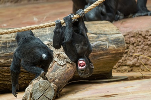 Gaia slaví první rok. Zoo Praha chystá sobotní oslavu a speciální enrichment