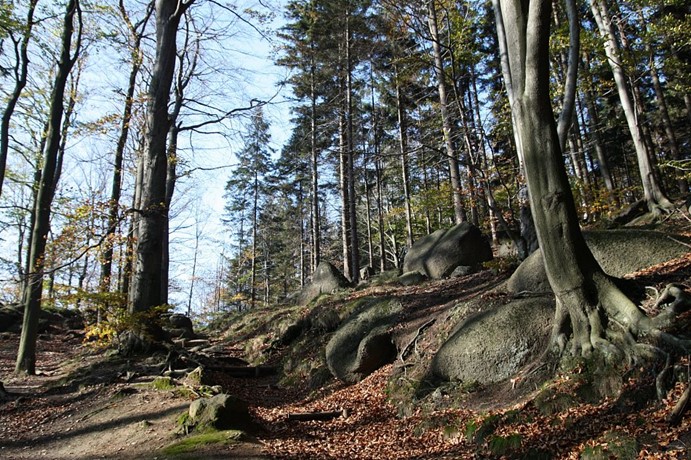Oldřichovský Špičák