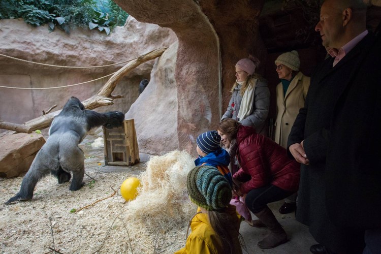 Zoo Praha slavnostně zahájila stavbu nového pavilonu goril
