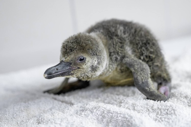 Zoo Praha se těší z mláděte tučňáka