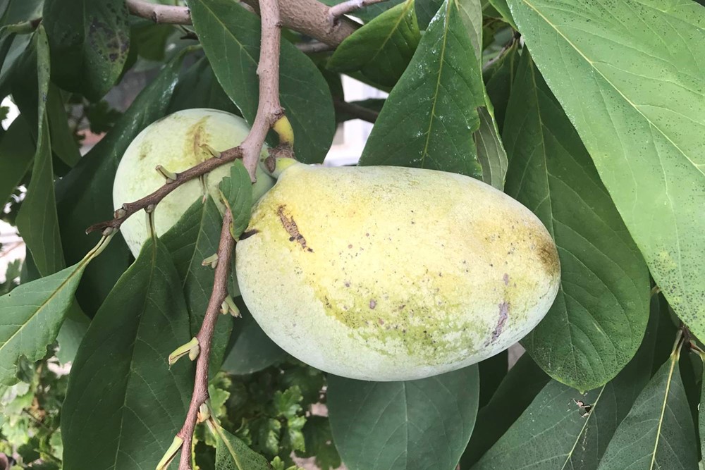 Banán severu, plody pawpaw.